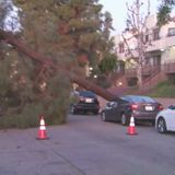 Gusty winds knock over trees across Southern California