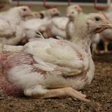 Suffering of chickens at farms supplying major supermarkets revealed in undercover footage