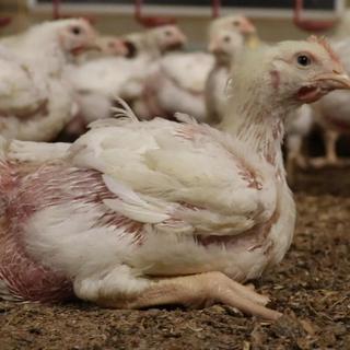 Suffering of chickens at farms supplying major supermarkets revealed in undercover footage