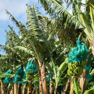 Banana fungus arrives in Colombia, threatening the fruit