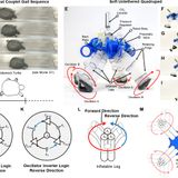 Electronics-free pneumatic circuits for controlling soft-legged robots