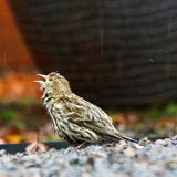 Take down your feeders: Salmonella outbreak spreads among West Coast birds