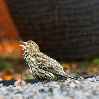 Take down your feeders: Salmonella outbreak spreads among West Coast birds