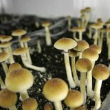 New California bill would decriminalize psychedelics, expunge criminal records