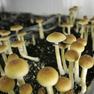 New California bill would decriminalize psychedelics, expunge criminal records