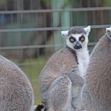 Chimpanzee, monkeys and lemurs die after Texas sanctuary loses power