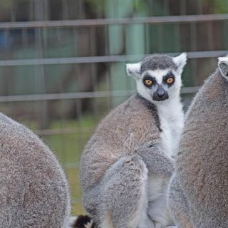 Chimpanzee, monkeys and lemurs die after Texas sanctuary loses power