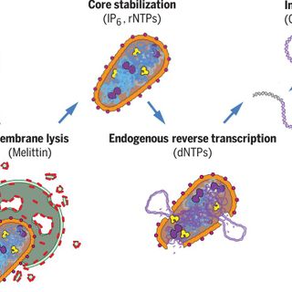 Reconstitution and visualization of HIV-1 capsid-dependent replication and integration in vitro