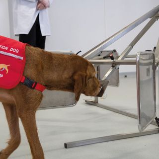 Dogs Are Teaching Machines to Sniff Out Cancer