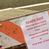 Coyote Bites Child in Latest Attack in Lamorinda Area