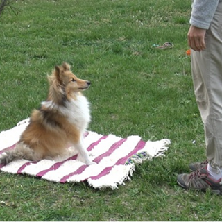 Dogs Pass Test for Awareness of Their Own Bodies: Study