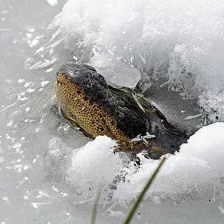 The bizarre and totally scientific way that alligators breathe in icy water