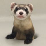 Ferret makes debut in Colorado as 1st clone of US endangered species