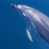 Decades After The Deepwater Horizon Oil Spill, Local Dolphins Are Still Suffering