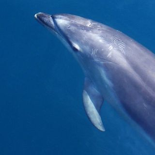 Decades After The Deepwater Horizon Oil Spill, Local Dolphins Are Still Suffering