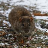 Don’t let the wintry weather fool you, Chicago. The rats are still around. And when the temperature rises, they’ll be out in full force.