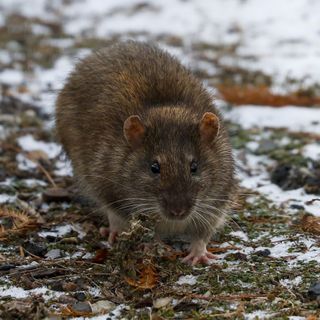 Don’t let the wintry weather fool you, Chicago. The rats are still around. And when the temperature rises, they’ll be out in full force.