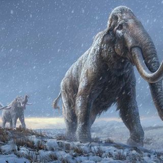 We Sequenced the Oldest Ever DNA From Million-Year-Old Mammoths