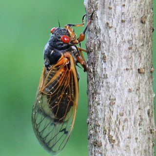 'Cicada-palooza' is coming. Maryland will be at the epicenter