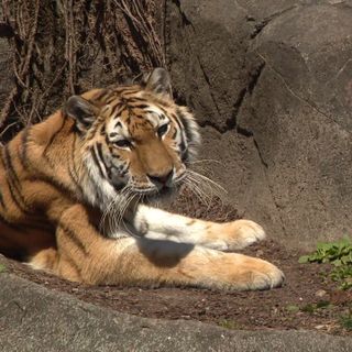 What it’s like at the Brookfield Zoo now that there’s a stay-at-home order?