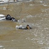 Alligators icing to breathe in McCurtain County