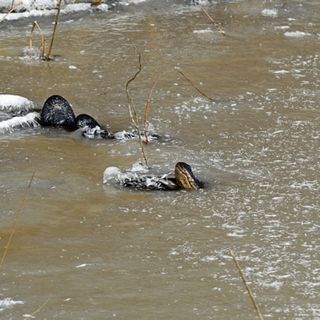 Alligators icing to breathe in McCurtain County