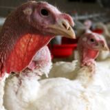 Russia tells WHO it has detected first case of avian flu strain in humans