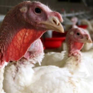 Russia tells WHO it has detected first case of avian flu strain in humans