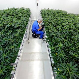 Virginia will legalize marijuana, but lawmakers need to settle on timetable