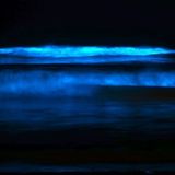 Carlsbad's surf sparkles with bioluminescence — but you can't go to the beach