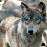 Idaho wolf population remains stable, despite more hunting, trapping