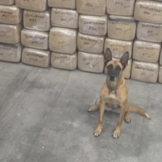 DPS replacing drug dogs with K-9s that do not detect marijuana