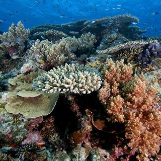 Could Flushing Cold Water Over the Great Barrier Reef Save Corals?