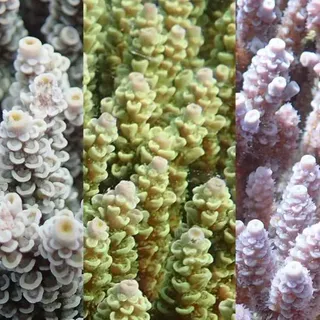 Certain Color Varieties of a Coral Are More Protected from Bleaching