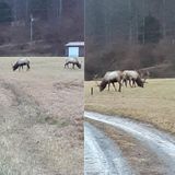 Park superintendent: Large group of male elk spotted near Breaks Interstate Park becoming ‘regular occurrence’