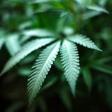 Virginia lawmakers send marijuana legalization bill to Gov. Northam