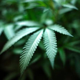 Virginia lawmakers send marijuana legalization bill to Gov. Northam