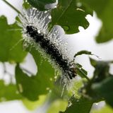 To eradicate gypsy moths in Southwest Virginia forests, effort focuses on mating season