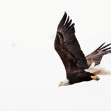 Drama At The National Arboretum's Bald Eagle Nest: A Younger Lady Bird Has Taken Over