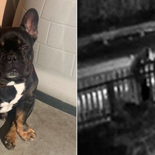 San Jose family seeks help finding stolen French Bulldog