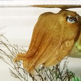 Cuttlefish show their intelligence by snubbing sub-standard snacks