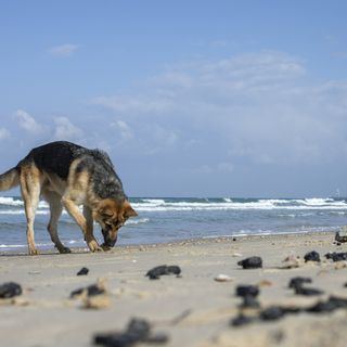 Israel suspects Iran connection to Mediterranean oil spill