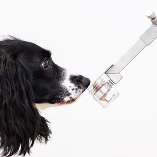 AI System Can Sniff Out Disease as Well as Dogs Do