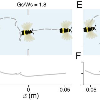 Bumblebees perceive the spatial layout of their environment in relation to their body size and form to minimize inflight collisions