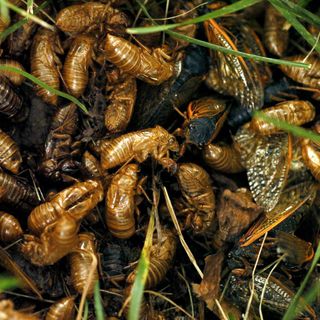 Get ready, Maryland: The 17-year Brood X cicadas are coming in May