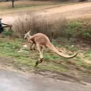 ‘Jack has been caught,’ Winfield PD says missing kangaroo has been captured