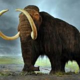 Dartmouth study reveals potential overlap between woolly mammoths and humans in New England - The Boston Globe