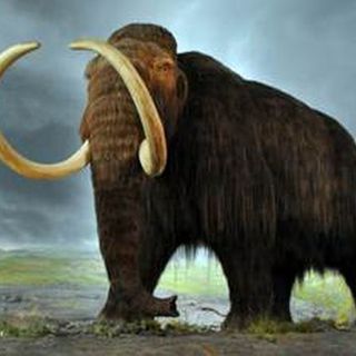 Dartmouth study reveals potential overlap between woolly mammoths and humans in New England - The Boston Globe