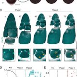 Dynamics of hydraulic and contractile wave-mediated fluid transport during Drosophila oogenesis