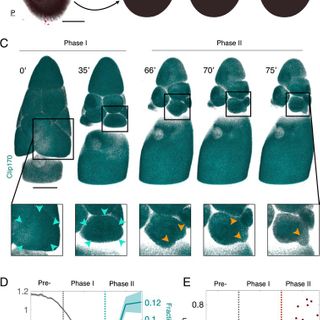 Dynamics of hydraulic and contractile wave-mediated fluid transport during Drosophila oogenesis